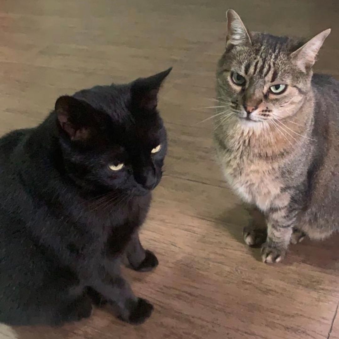 Foto original de dois gatos, preto e rajado, no chão de madeira