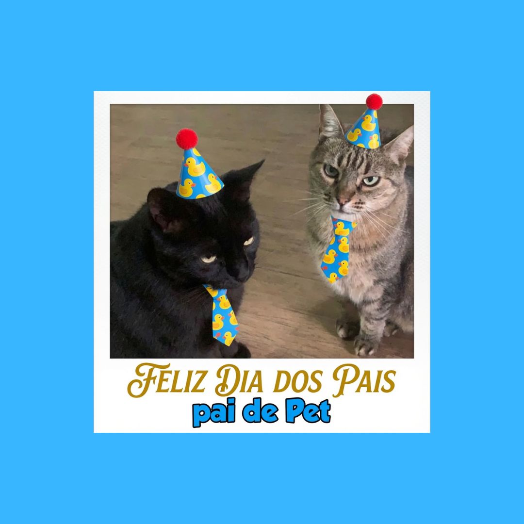 Polaroid de dois gatos com chapéu de festa e gravata